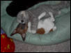 zoe & kitty