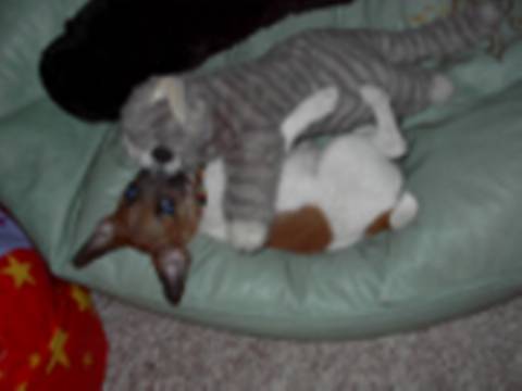 zoe & kitty