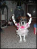 zoe  halloween ballerina