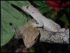 Crested geckos