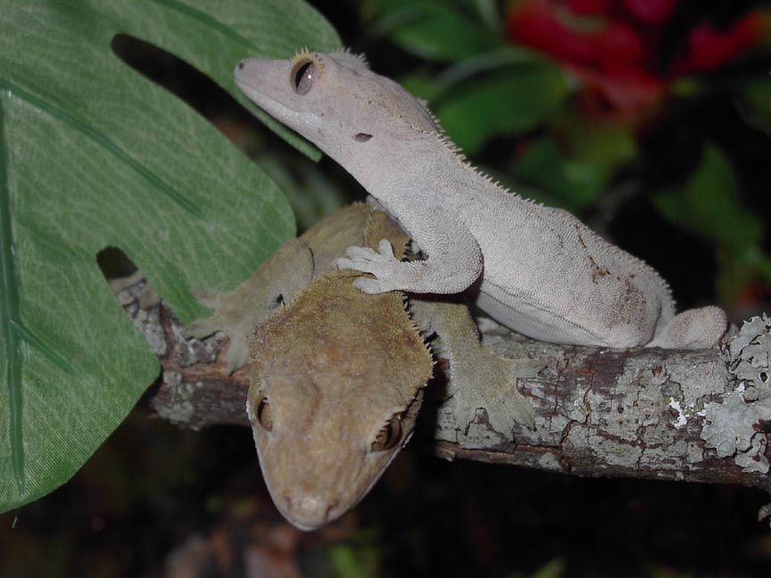 Crested geckos