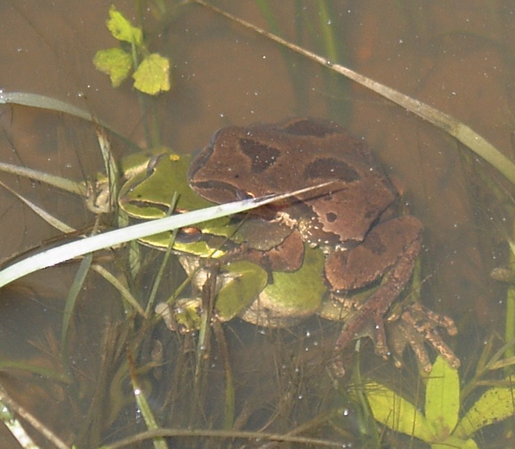 Hyla Regilla