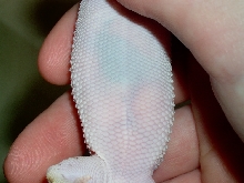 gecko