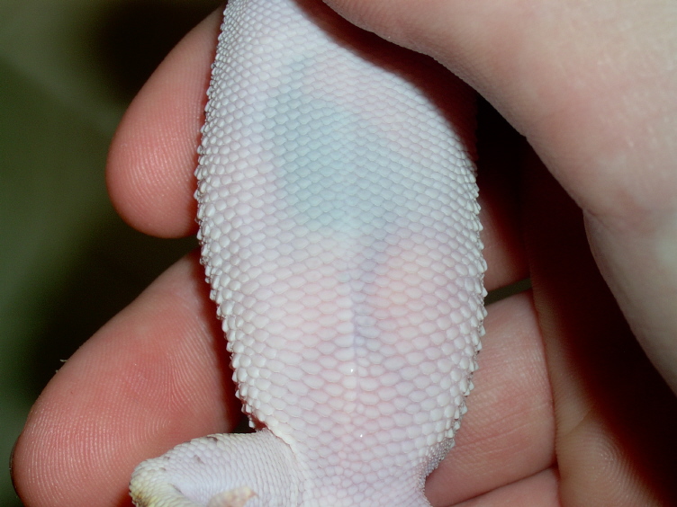 gecko