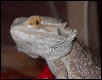Tony the bearded dragon