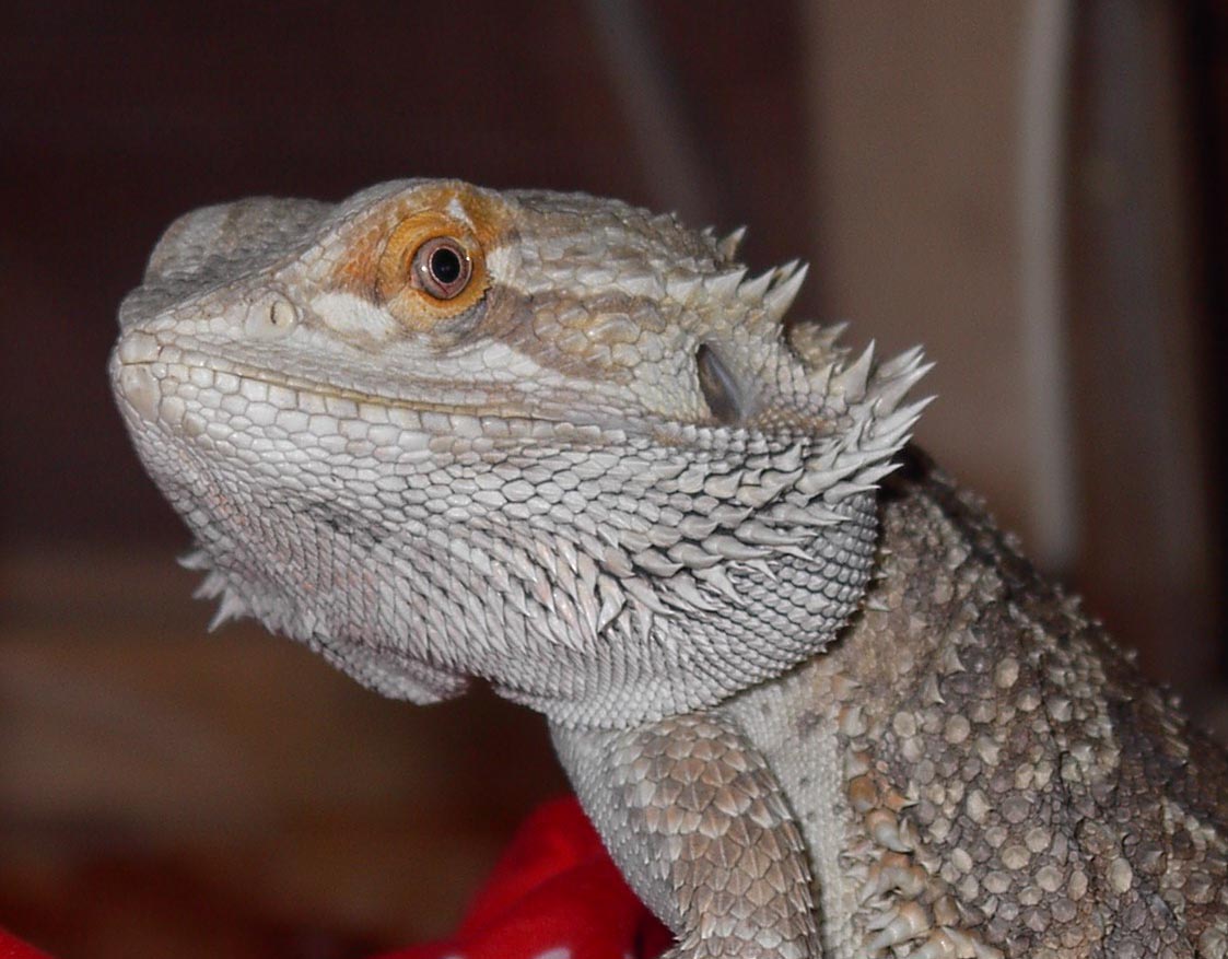 Tony the bearded dragon