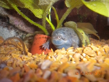 My Fat Frog
