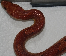 Corn snake