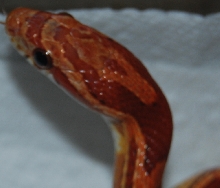 Corn snake