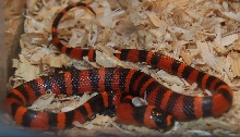 Honduran Milk Snake