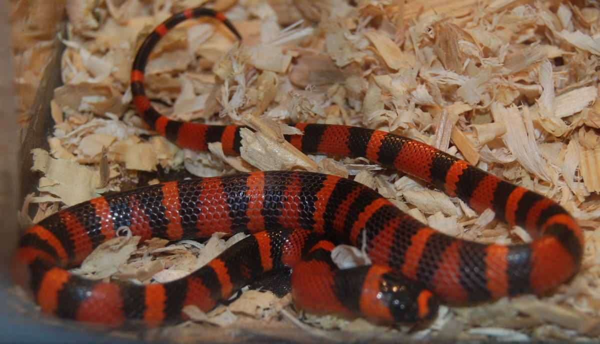 Honduran Milk Snake