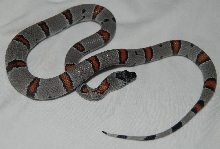 Grey banded king