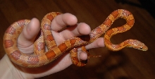 Corn snake
