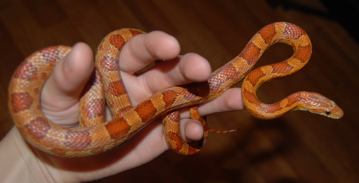 Corn snake