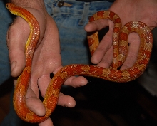 Corn snake