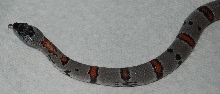 male Grey banded