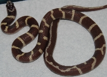 California king