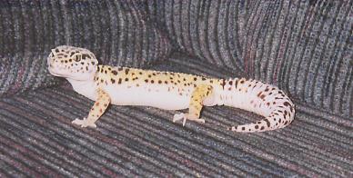 Jewel on the couch