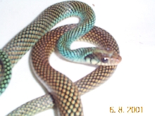 Drymobius margaritiferus