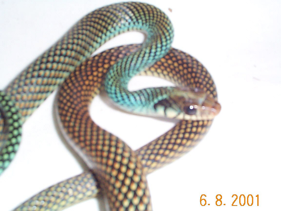 Drymobius margaritiferus