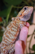 Female red hypo trans leather