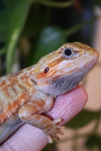 Female red hypo trans leather