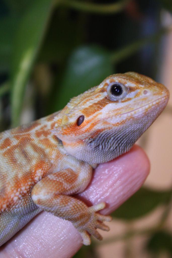Female red hypo trans leather
