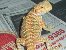 Male yellow/red hypo leather  het trans