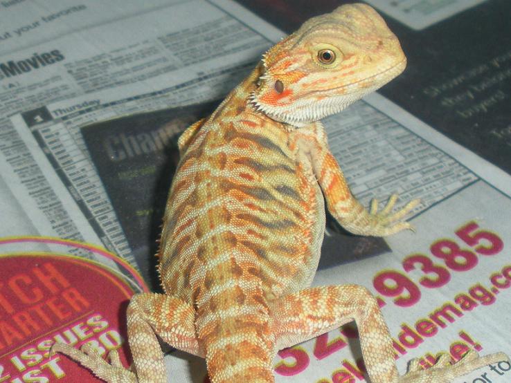 Male yellow/red hypo leather  het trans