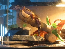 climbing/sleeping