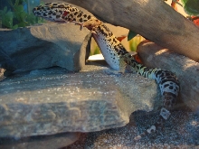 happy gecko