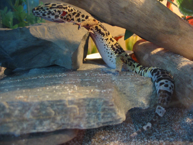 happy gecko