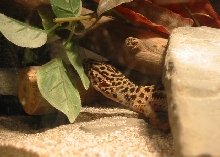 lazy gecko