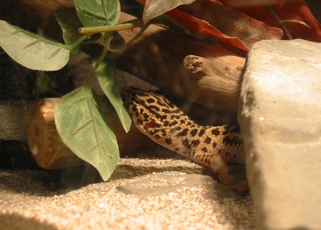 lazy gecko