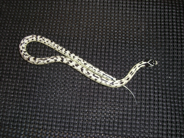 white and black kingsnake