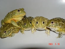 African Bullfrog