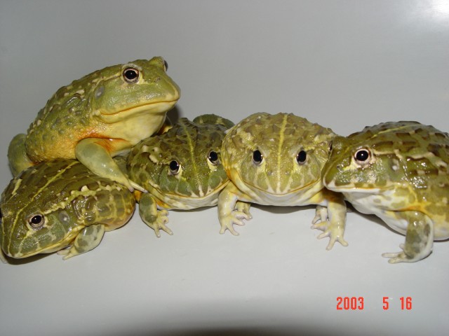 African Bullfrog