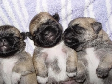 puppies from Hong kong