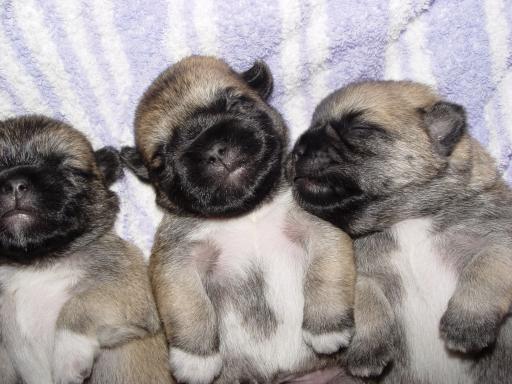 puppies from Hong kong