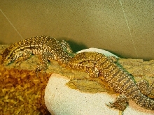 red tegu from Hong Kong