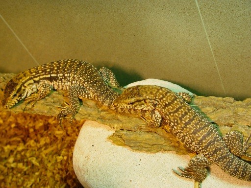red tegu from Hong Kong