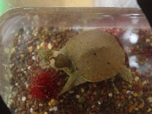 C.B.Softshell from China breeding farm