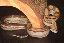 Ares