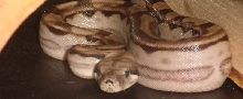 Ares