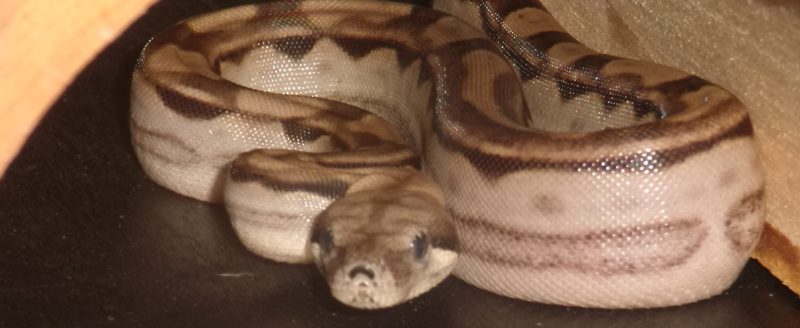 Ares