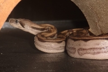 Ares
