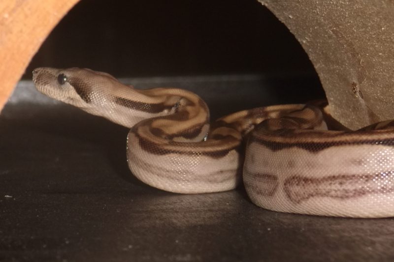Ares