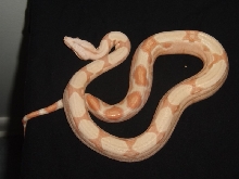 Helios