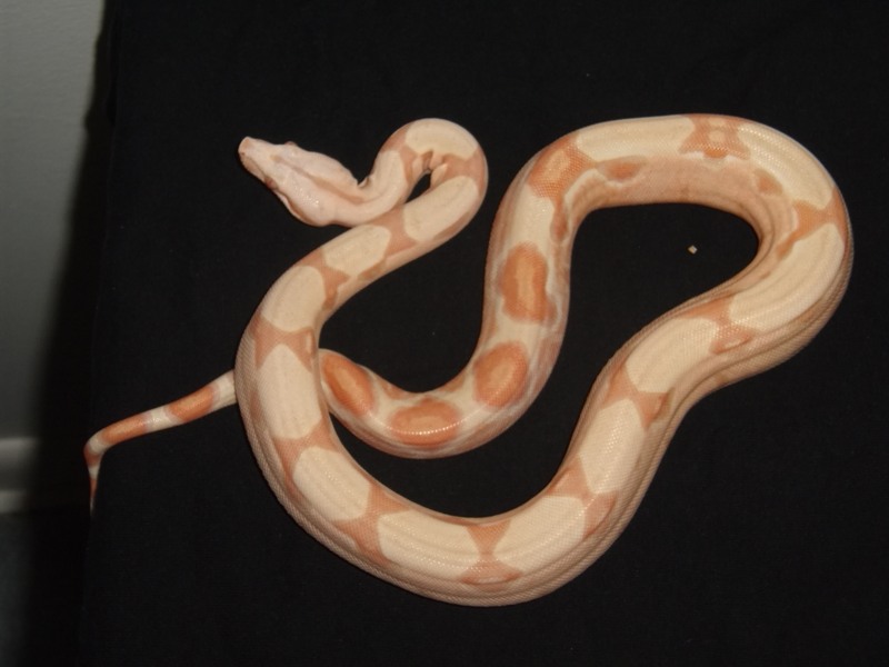 Helios