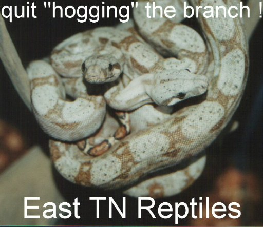 hogs